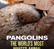 The BBC: Natural World - Pangolins: The World's Most Wanted Animal