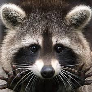 Foto de perfil de Trafalgar