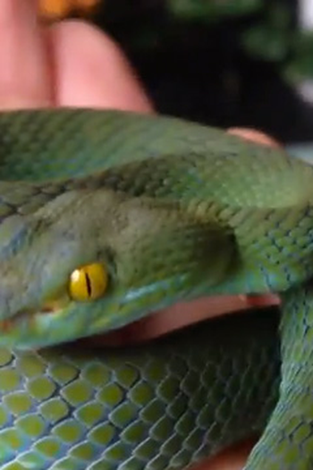 Poster de Curta Getting High Injecting Snake Venom (2013)