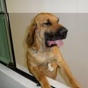 Foto de perfil de Gigi