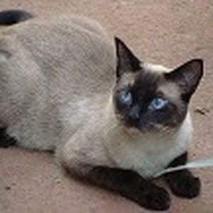 Foto de perfil de lacassab