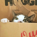 Foto de perfil de Angelo