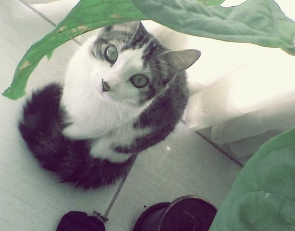 Carolina Leopardo - Foto 2