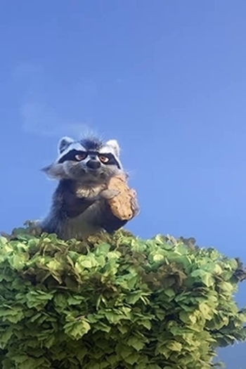 Poster de Episódio Cookie Num Num (2021)