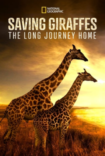 A Arca das Girafas - Poster / Capa / Cartaz - Oficial 1