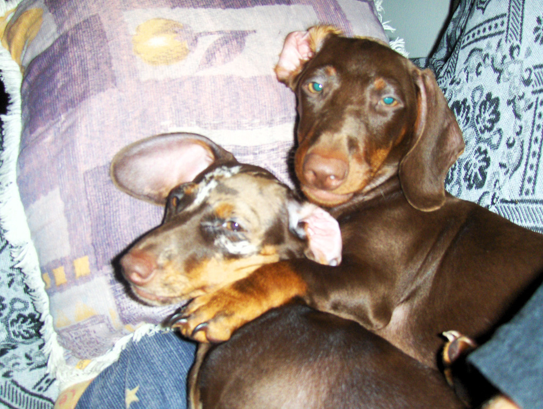 Jack Henriquepedia - Foto 3