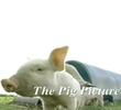 The Pig Picture