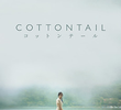 Cottontail