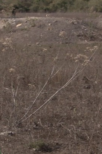 Poster de Filme Sequizágua (2020)