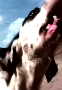 El Gringo (El Gringo)