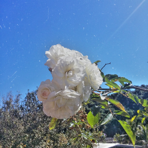 Foto de perfil de ERM