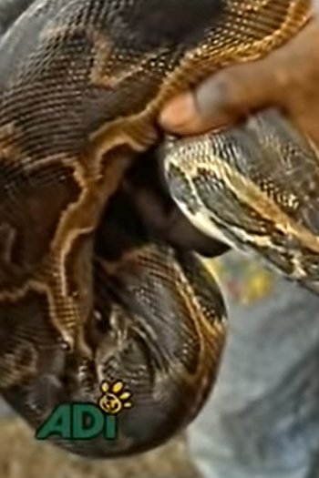 Poster de Curta Circus Rescue (1997)