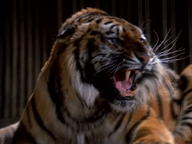 Foto 6 de Manimal (1ª Temporada)