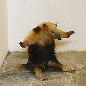 Foto de perfil de Henrique