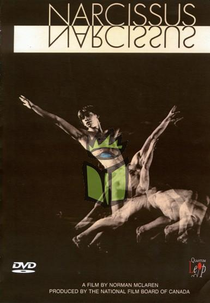 Narcissus (Narcissus)