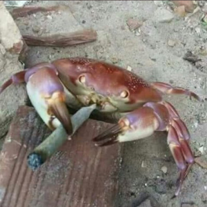 Foto de perfil de muliro