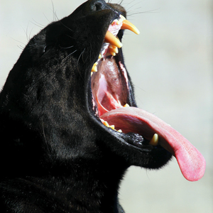 Foto de perfil de Igo