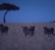 Moonlit Plains