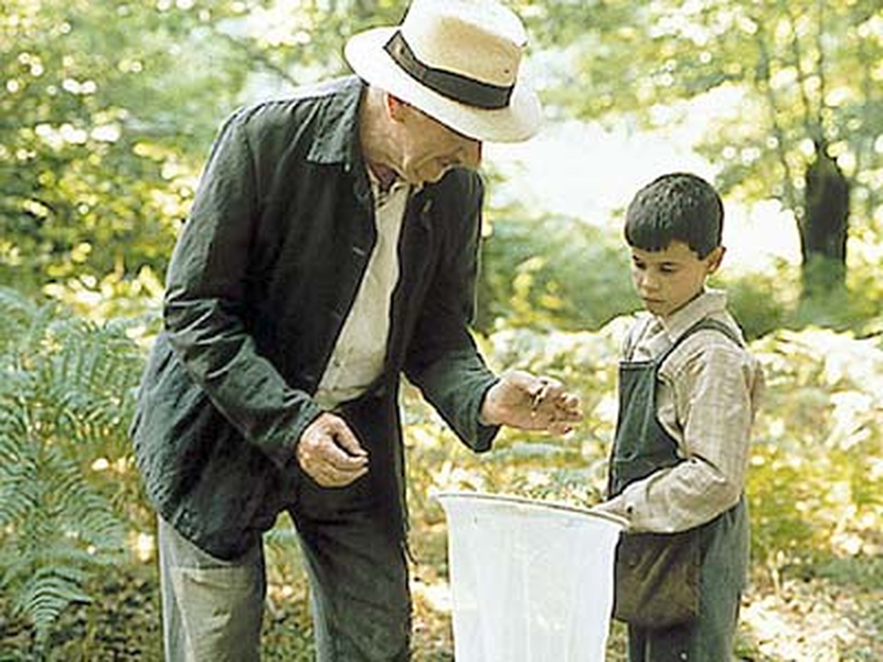 Foto 2 de A Língua das Mariposas