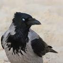 Foto de perfil de Undarksilas Midnightbat