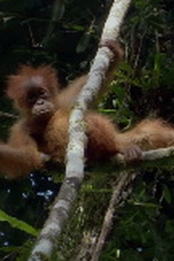 Poster de Episódio Primates (2009)