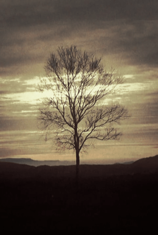 Poster 1 de Curta The Last Analog Tree (2015)