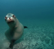 Sea Lion Attack