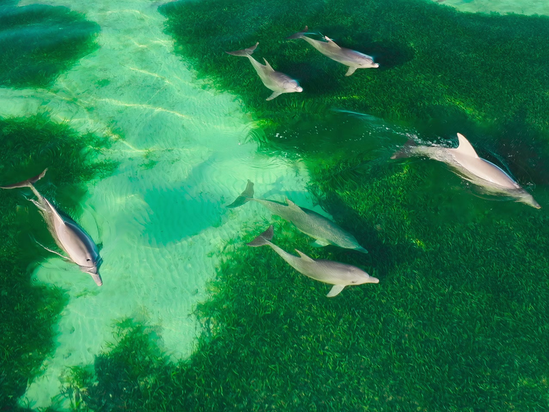 Foto 6 de Nossos Oceanos