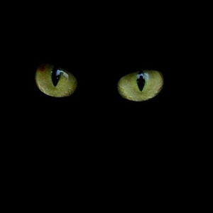 Foto de perfil de DarkWeb