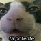 Alexandre Fernandes de Oliveir