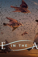 A Vida no Ar (Life in the Air)