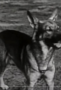 Grey Shadow - Poster / Capa / Cartaz - Oficial 2