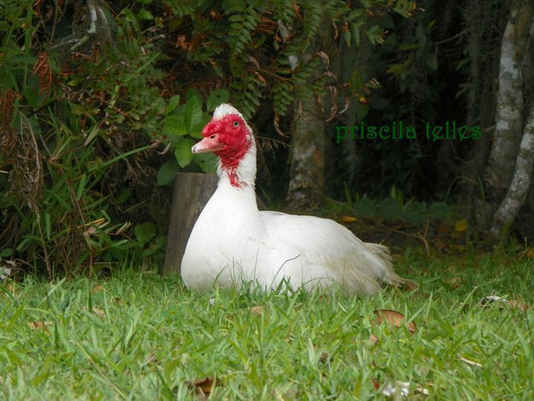 Priscila Telles - Foto 1