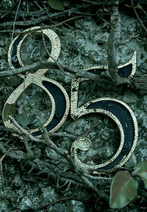 Alguns Dias Antes e Outros Depois (Alguns Dias Antes e Outros Depois)