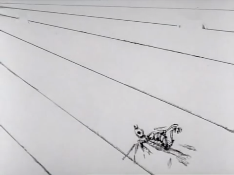 Foto 7 de Wolnosc Nog