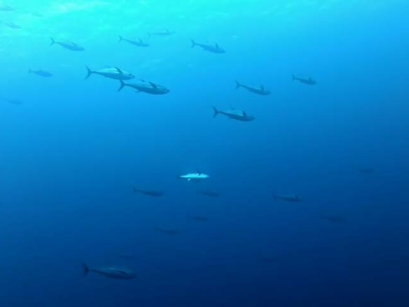 Foto 5 de Pesca Implacável