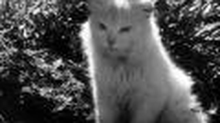 Trailer: Joaquim Pedro - Couro de Gato (1961)