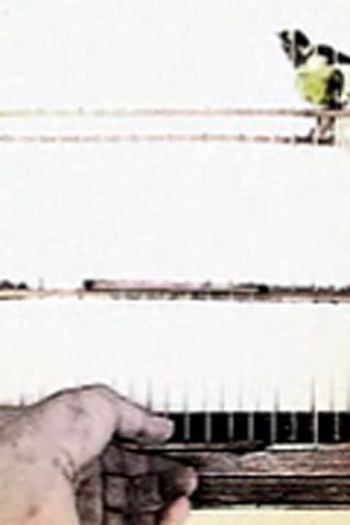 Poster de Curta O Paradoxo do Passarinho (2004)