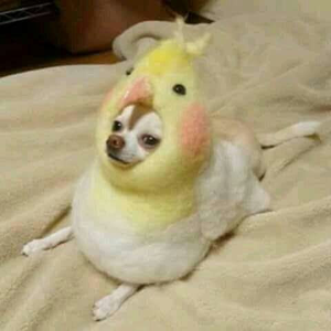 Foto de perfil de Leonardo Primo