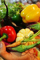 Projeto PANCs: Soberania Alimentar e Biodiversidade Palpável (Projeto PANCs: Soberania Alimentar e Biodiversidade Palpável)