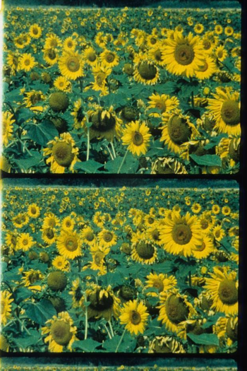Poster de Curta Les tournesols (1982)