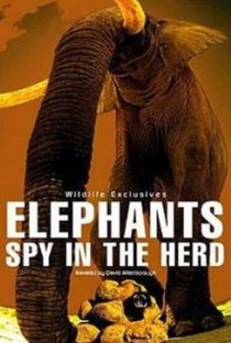 Elephants - Spy in The Herd - Poster / Capa / Cartaz - Oficial 2