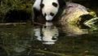 The Amazing Panda Adventure Trailer