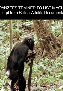 Planeta dos Macacos - A Origem - Chimpanzees Trained To Use Machetes (Rise of The Planet of The Apes - Chimpanzees Trained To Use Machetes)