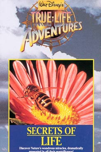  de Filme Segredos da Vida (1956)