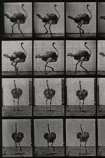Poster de Curta Ostrich Walking (1887)