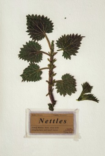 Nettles - Poster / Capa / Cartaz - Oficial 1