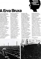 Erva Bruxa