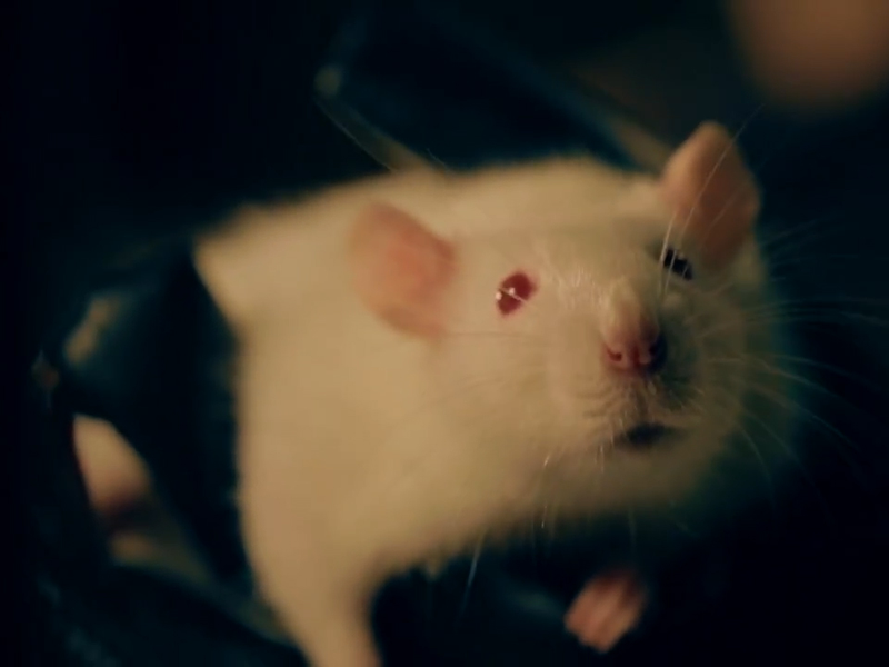 Foto 6 de Zeppelin Star