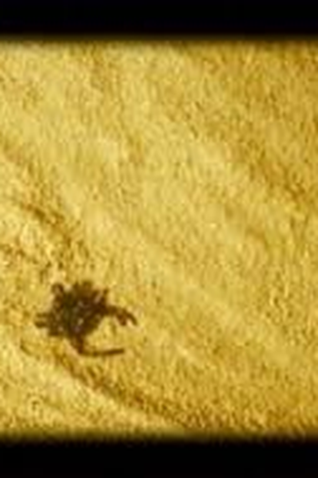 Poster de Curta Guruçá (2005)